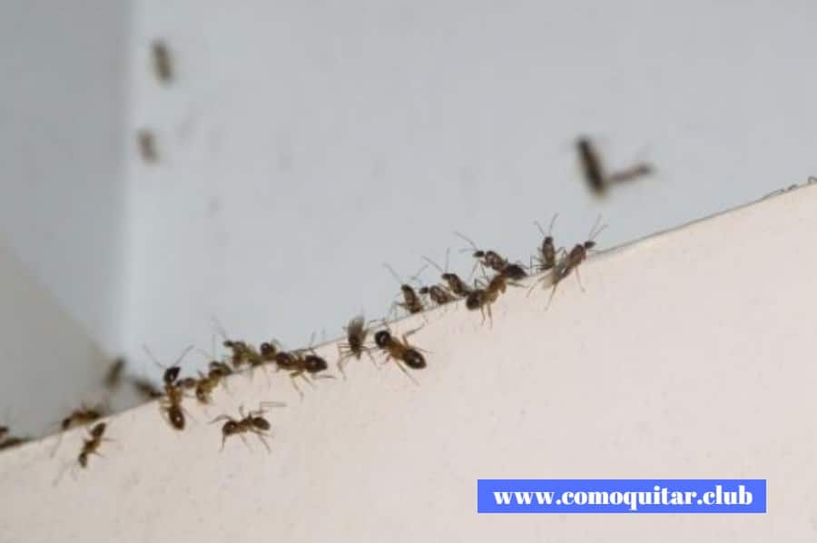 Como quitar plaga de hormigas 7 trucos efectivos