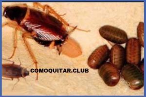Plagas de cucarachas Voladoras en Casa ¿De Donde Salen